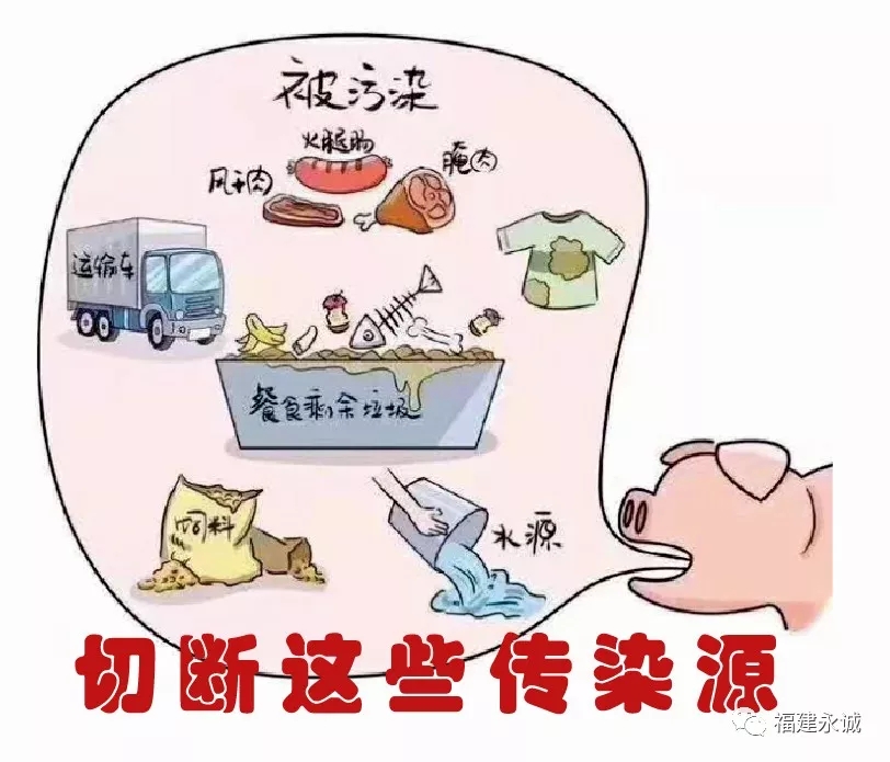 中心 通知公告     从流行病学三要素阻断非洲猪瘟入侵,即控制传染源